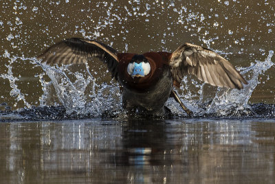 ruddy duck 051418_MG_6852