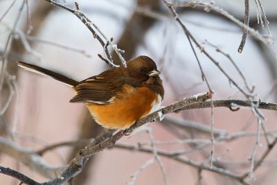 eastern towhee 112010_MG_6308