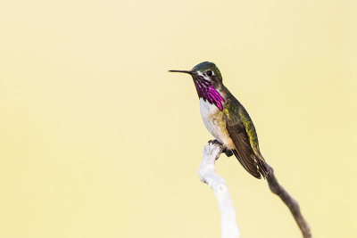 calliope hummingbird 052018_MG_8072
