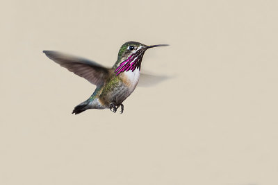 calliope hummingbird 052018_MG_8106