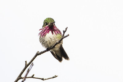 calliope hummingbird 052118_MG_8580