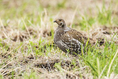 dusky grouse 051918_MG_7641