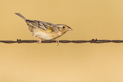 grasshopper sparrow 052118_MG_9045