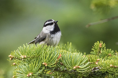 Mountain Chickadees