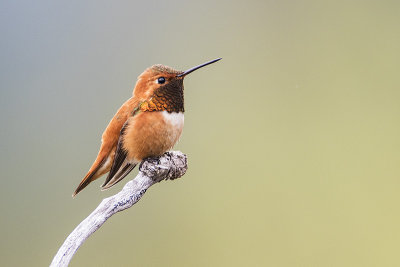 rufous hummingbird 051918_MG_7382