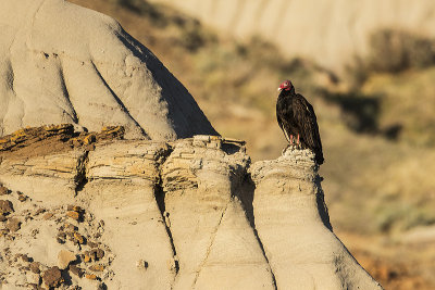 turkey vulture 052118_MG_8983