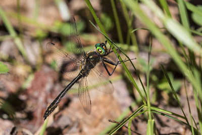 dragonfly 052618_MG_9365