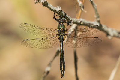 dragonfly 052718_MG_949
