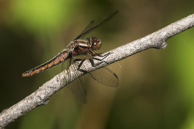 dragonfly 052718_MG_9779
