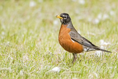 american robin 052918_MG_0556