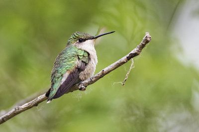 ruby-throated hummingbird 052918_MG_0441