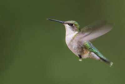 ruby-throated hummingbird 052918_MG_0536