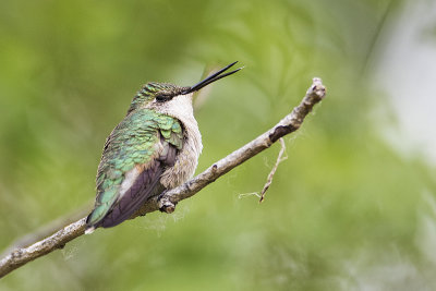 ruby-throated hummingbird 052918_MG_0436