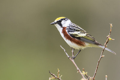 chestnut-sided warbler 060218_MG_1050