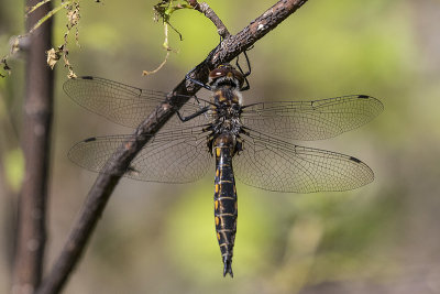 dragonfly 060318_MG_1928