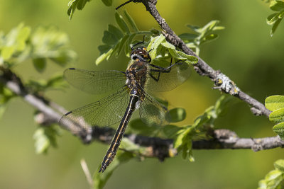 dragonfly 060318_MG_2048