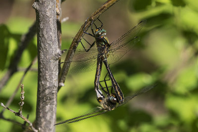 dragonfly 060318_MG_2137