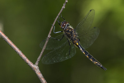 dragonfly 060318_MG_2159
