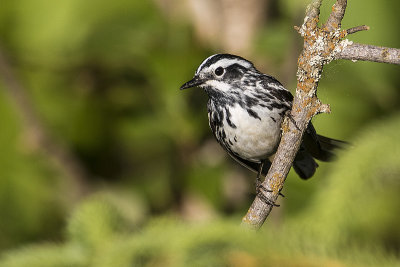 black-and-white warbler 061718_MG_3206