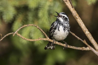 black-and-white warbler 061718_MG_3231