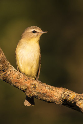 philadelphia vireo 061718_MG_3693