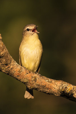 philadelphia vireo 061718_MG_3700