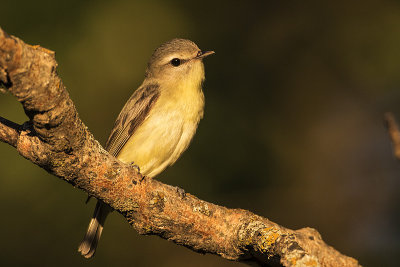 philadelphia vireo 061718_MG_3746