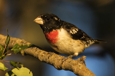 rose-breasted grosbeak 061718_MG_3776