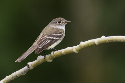 least flycatcher 062318_MG_4912