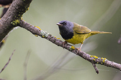 mourning warbler 062318_MG_4367