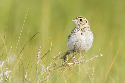 baird's  sparrow 070118_MG_5309