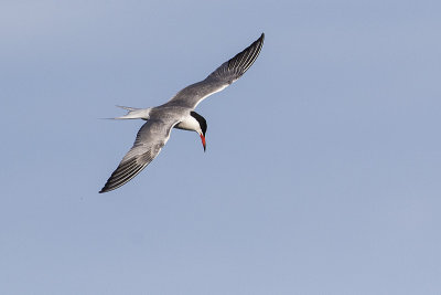 common tern 063018_MG_5230