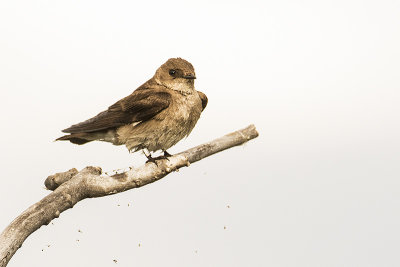 northern rough-winged swallow 070218_MG_6553