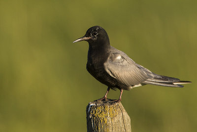 black tern 070918_MG_7178