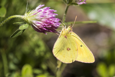 ? sulphur 071418_MG_7443