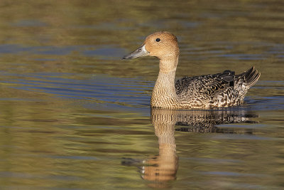 northern pintail 072118_MG_7639