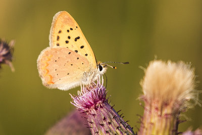 purplish copper 080618_MG_9820