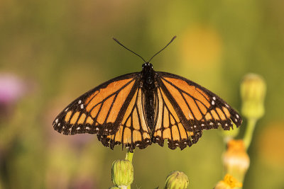 viceroy 080618_MG_9840