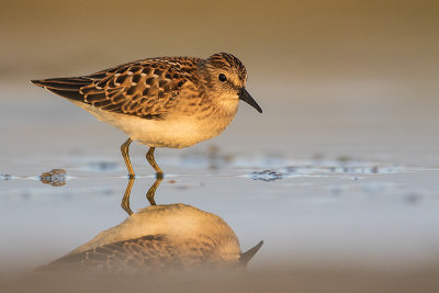 least sandpiper 080518_MG_9543