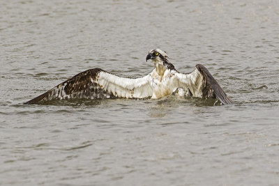 osprey 081318_MG_0350
