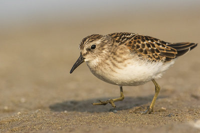 least sandpiper 082018_MG_0880