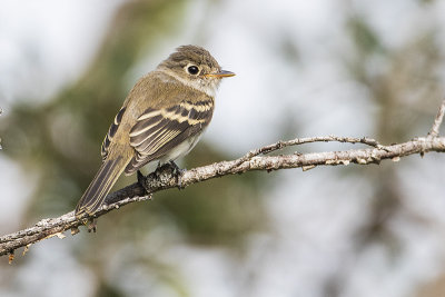 least flycatcher 090218_MG_3054