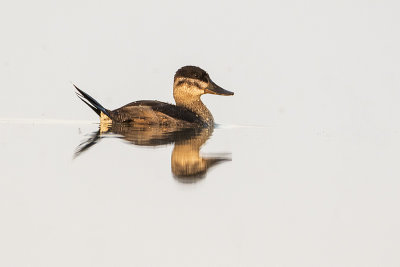 ruddy duck 090718_MG_3688