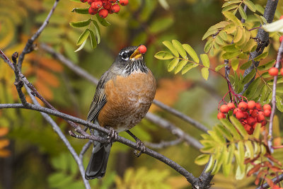 american robin 092318_MG_5390