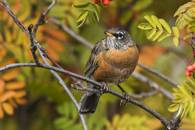 american robin 092318_MG_5400
