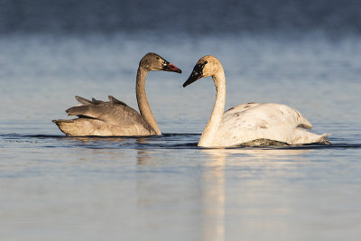 trumpeter swans 102118_MG_7016