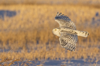 snowy owl 121518_MG_7985