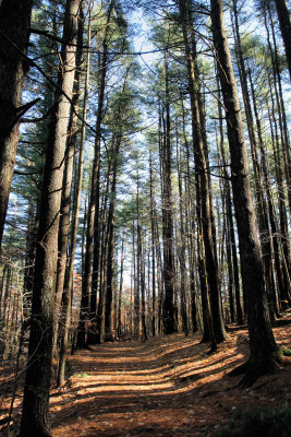 Mt. Wilson, Dedham, Ma.