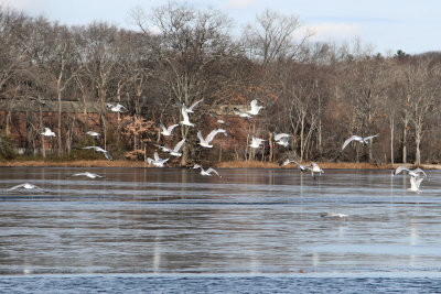  Winter 2018 Cutler Park