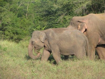 Elephants at Kadulla